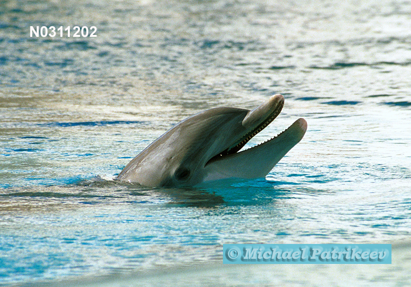 Common Bottlenose Dolphin (Tursiops truncatus)